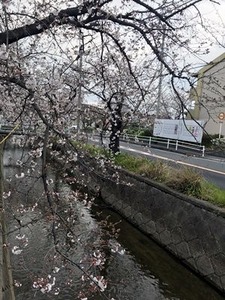 4分咲きになってきた玉串川沿いのソメイヨシノ桜2019年