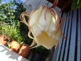 ほぼ花びらを閉じてしまった月下美人の花