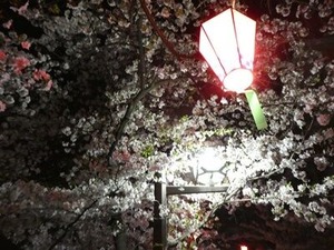 山本高校近くの夜桜1