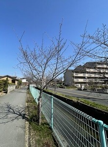 玉串川沿いの桜の若木（2023年3/20）
