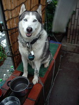 Ĺ���ʤä���