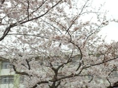 2016年4月1日みどり清朋高校の桜