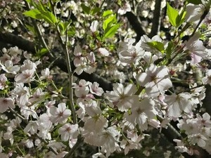 ソメイヨシノの夜桜