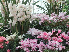 植物温室内のお花