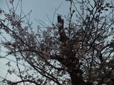 2012年4月2日の玉串川沿いの桜4
