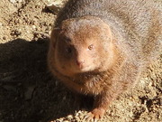 コビトマングース