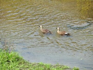 �������ˤ����륬����礭�ʸ�