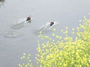 恩智川に着水したカルガモ