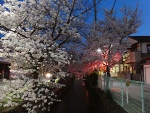 北山本交番近くの夜桜2