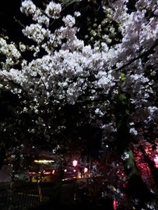 過去に撮った玉串川沿いの桜並木の夜桜2