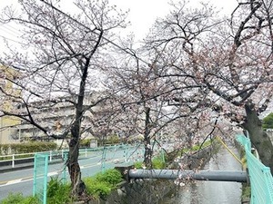 3/26夕方の玉串川沿いのソメイヨシノ桜9
