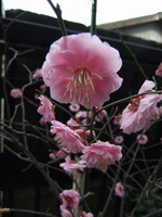 満開の工場の梅