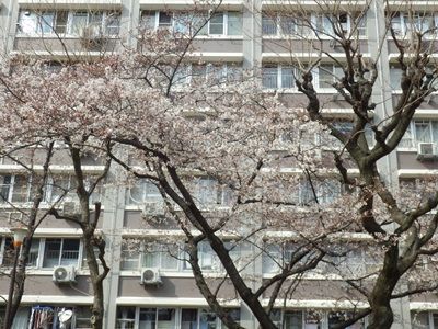 大阪 森ノ宮付近のソメイヨシノ桜開花情報 その1 16年 大阪 河内情報についてのお話です 大阪 森ノ宮付近のソメイヨシノ桜開花情報 その1 16年 大阪 河内情報についてのお話です