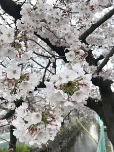 開花が進むソメイヨシノの花2019年