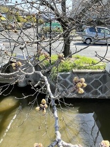 ���ᥤ�襷�κ��θ��ڤ�鲤��ͻҡ�2023ǯ3/20��