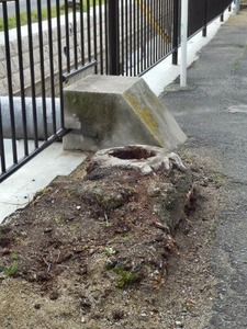 �Ϥ줿�����ڤ��Ƥ��ޤä����ᥤ�襷�Τ��ڤ��