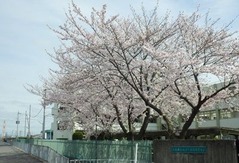 みどり清朋高校西門の桜20160405
