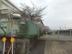 2016年4月1日 旧池島高校東門付近の桜