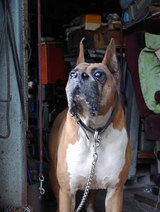 �ܥ�������