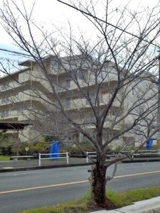 �դˤʤä��Τ˲ֲ꤬�ؤɤʤ����ᥤ�襷��