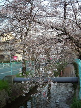 2009年3月31日 玉串川沿いのソメイヨシノ桜の様子