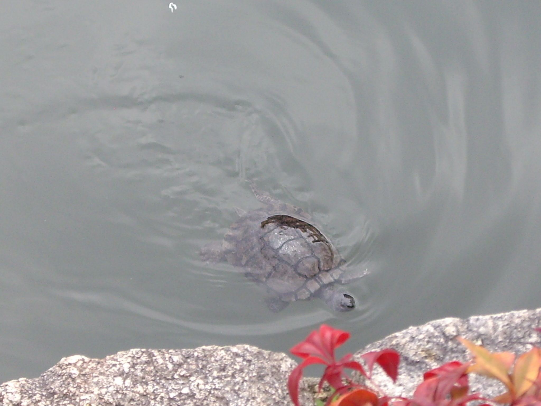 すっかり春モードでした 四天王寺の亀池と亀達 生き物 動物 植物についてのお話です