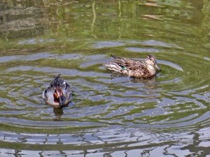 恩智川の渡り鳥
