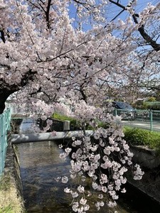 2022年4/5朝の玉串川のソメイヨシノ桜4