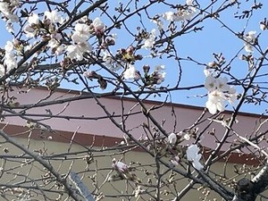 �̻��ܾ��ع��Υ��ᥤ�襷�κ���3/20��