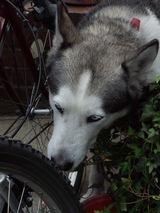 ���ڤ�˵�ˤ��른��ǥ�