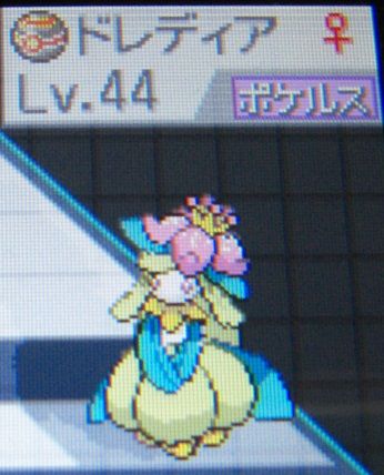 ポケルス 小猫 新聞