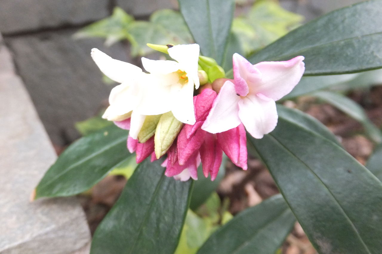 白赤バイカラー沈丁花 プレーリードッグぼのぼの日記 癒しの写真館