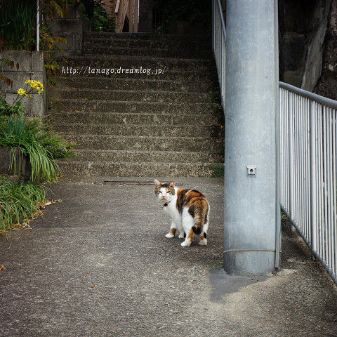 長崎猫2