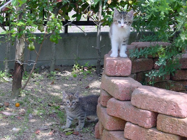 DSC00005