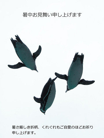 森きららペンギン