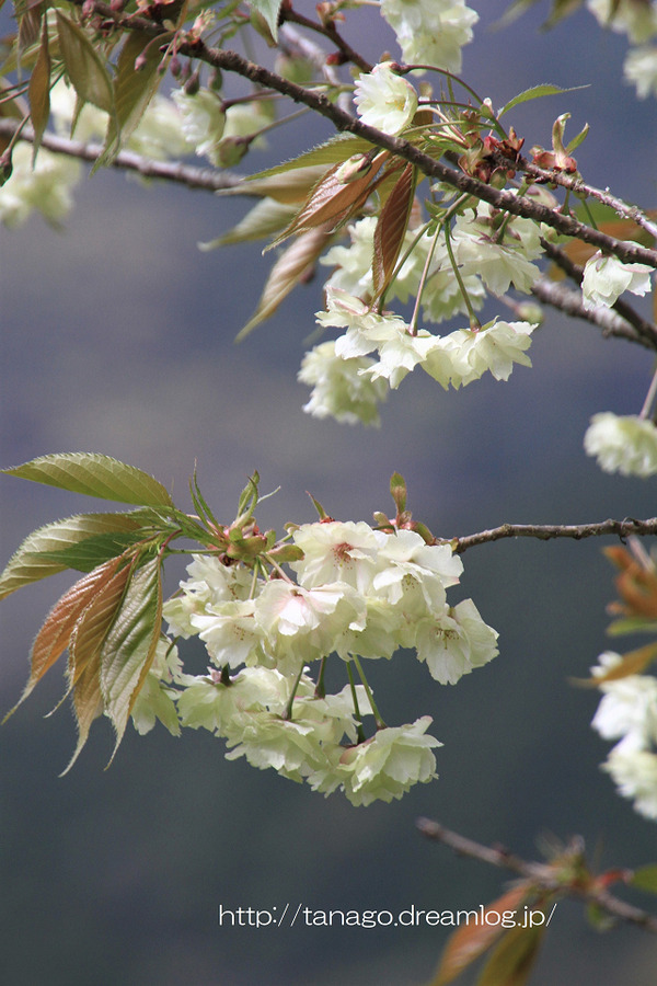 御衣黄桜2