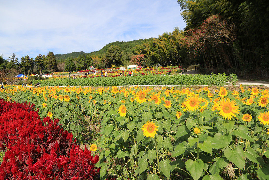 ちび太郎のさるく日記 山田ひまわり園 佐賀県三養基郡みやき町簑原 ちび太郎のさるく日記 山田ひまわり園 佐賀県三養基郡みやき町簑原