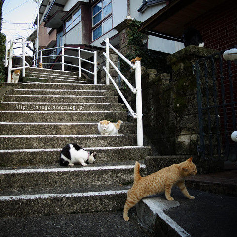 長崎猫3