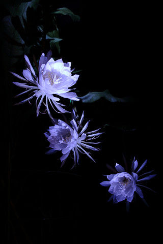 ちび太郎のさるく日記 月下美人