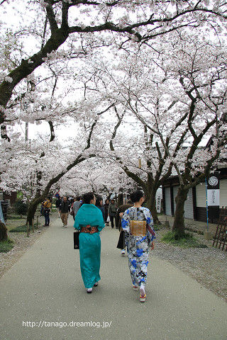 秋月杉の馬場通り