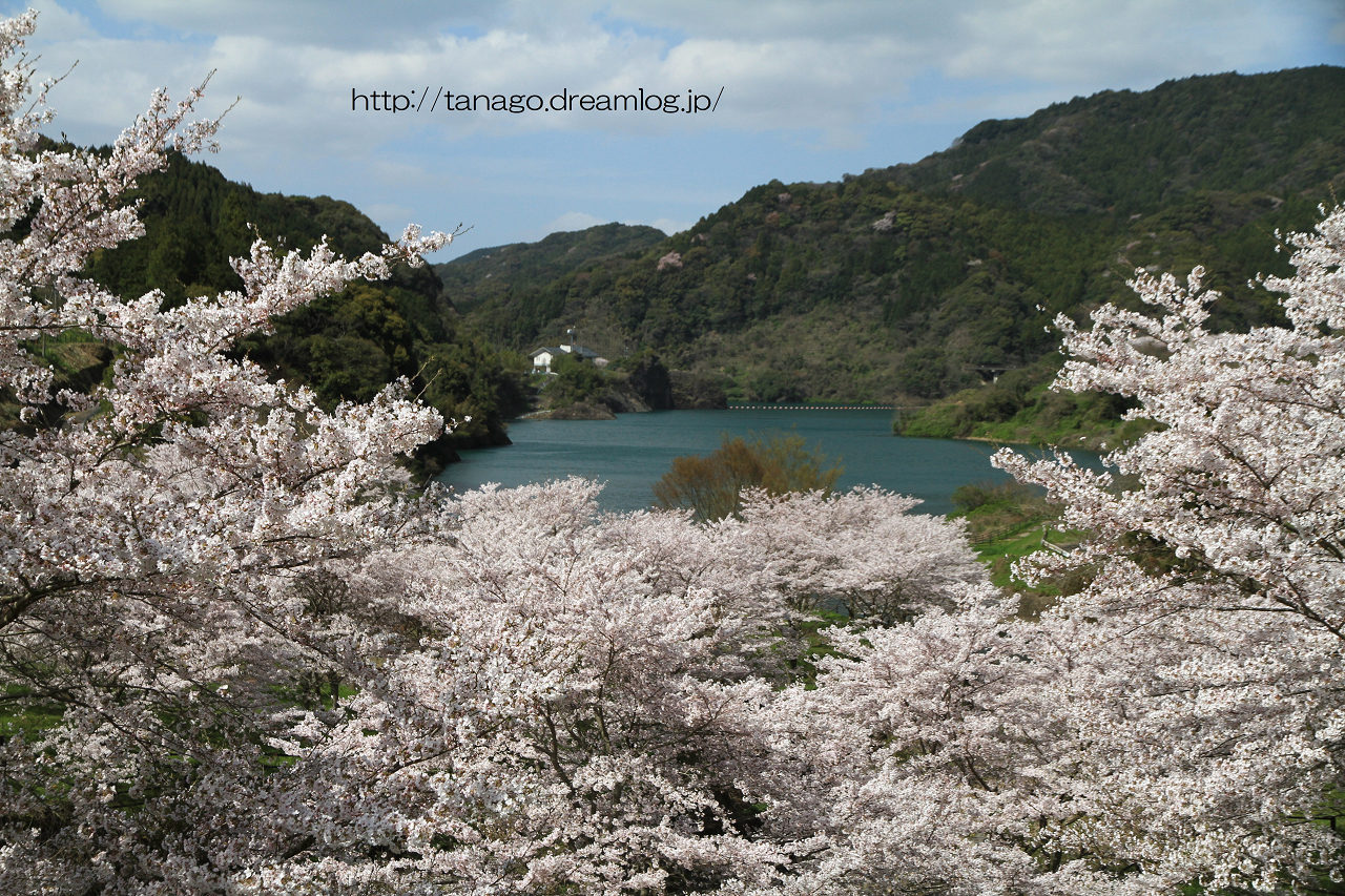 ちび太郎のさるく日記 納戸料の百年桜と横竹ダムの桜 佐賀県嬉野市 ちび太郎のさるく日記 納戸料の百年桜と横竹ダムの桜 佐賀県嬉野市