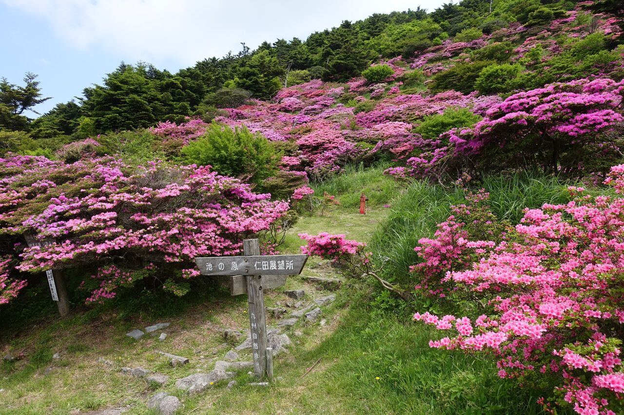 ちび太郎のさるく日記 雲仙ミヤマキリシマ 長崎県雲仙市 ちび太郎のさるく日記 雲仙ミヤマキリシマ 長崎県雲仙市