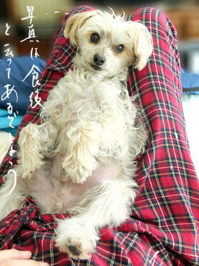 2020-12-04-rasta1