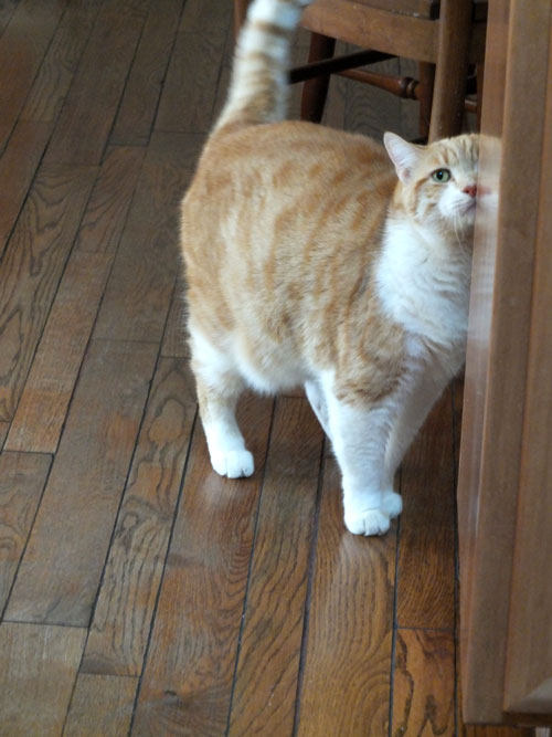2017-12-27-cat1