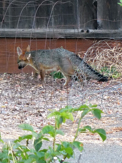 2022-08-10-fox2