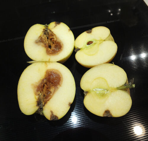 2026-10-25-apples4