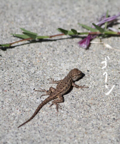 2021-10-05-lizard1