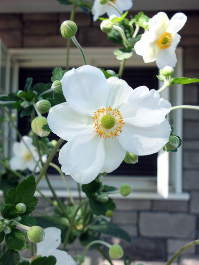 2018-09-10-anemone1