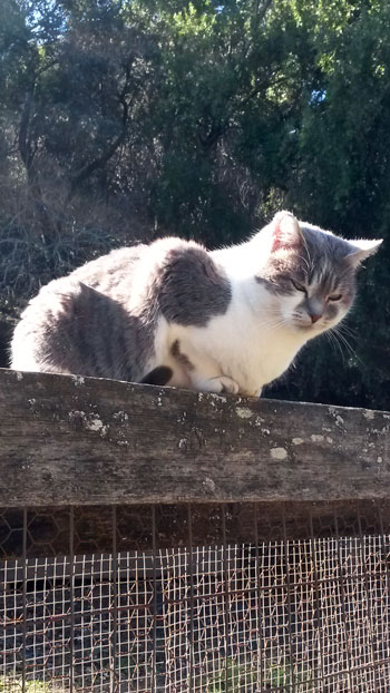 2015-12-15-cat