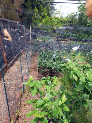 2017-06-03-blueberry1